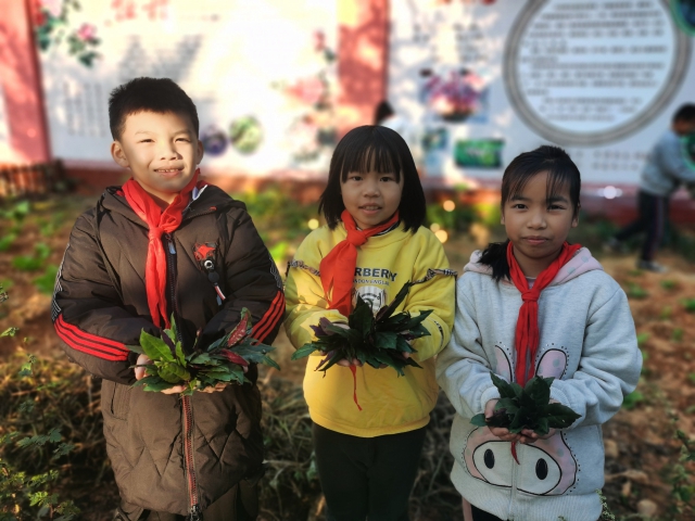 學(xué)生在采摘自己種植的染料植物（學(xué)校供圖）.jpg