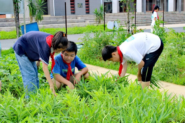 鐘山鎮(zhèn)第七小學(xué)的少先隊(duì)員代表們正在黨員教師的帶領(lǐng)下采摘成熟的蔬菜。 (2).jpg